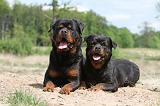 ROTTWEILER 249